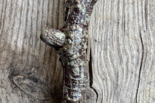 Dikke tak met donkerrode en paarse bessen